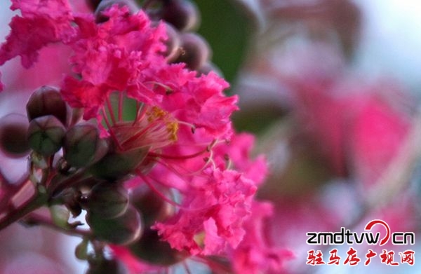 七八月份，市花玫紅紫薇將紅遍開源大道