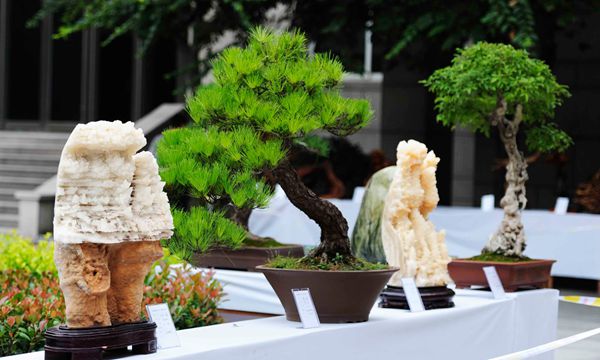 根雕、奇石、盆景展亮相2015“農(nóng)洽會”