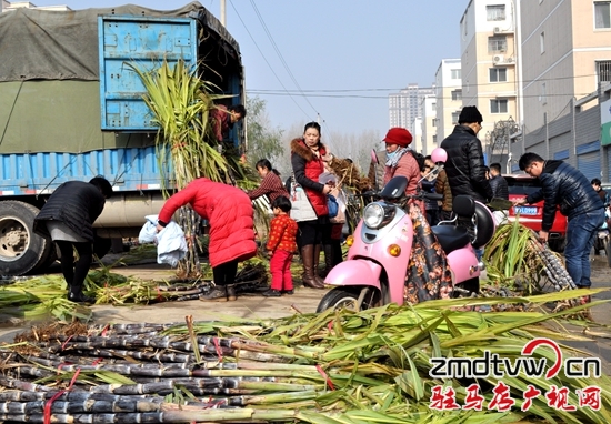 爭(zhēng)相認(rèn)購甘蔗讓愛心傳遞 幫蔗農(nóng)解憂