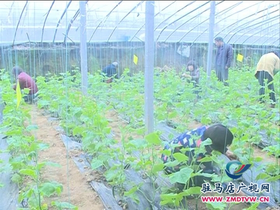 農(nóng)業(yè)合作社： 大力發(fā)展特色種植，帶動(dòng)群眾致富增收_2014124213021.JPG