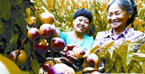 15個都市生態(tài)農(nóng)業(yè)項(xiàng)目即將實(shí)施 都市田園生活不再是夢想