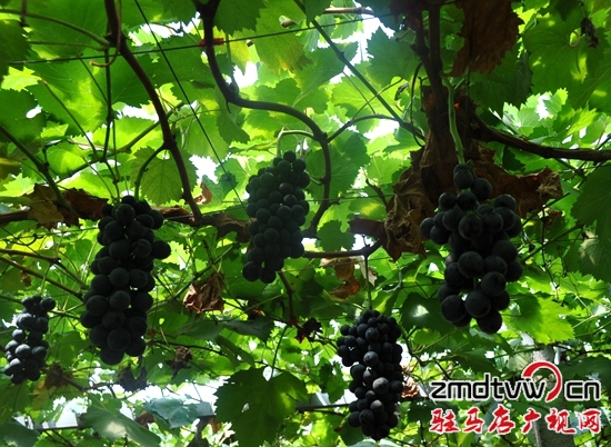 駐馬店杰美莊園葡萄榮獲兩大獎(jiǎng)