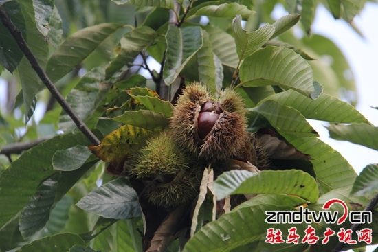 確山縣5.2萬畝板栗等你采摘