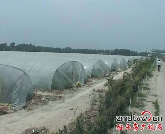 上蔡新型農業(yè)經營主體為農業(yè)增產增效護航
