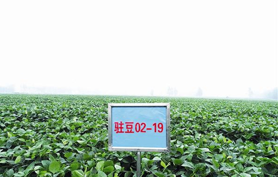 市農(nóng)科院選育的3個(gè)新品種通過河南省品種審定