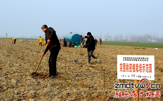 正陽(yáng)冬季栽植果樹(shù)熱