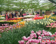 賞花：室內(nèi)百花園開園了！嵖岈山溫泉小鎮(zhèn)是一個(gè)一年有花香的旅游休閑的好地方,郁金香,薰衣草,梅園,葵花園,百合花香園,花開在春夏秋冬,目前室內(nèi)郁金香正在開園,吸引了大批游客,郁金香花開爭(zhēng)艷,游客流連忘返,在寒冷的冬天,看到如此鮮艷的郁金香鮮花綻放,在中原尚屬首家.門票咨詢0396-4999999/4999906