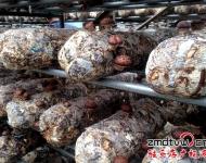 泌陽縣華泉農(nóng)業(yè)開發(fā)有限公司位于泌陽縣羊冊鎮(zhèn)，該公司正是在泌陽縣當(dāng)?shù)攸h委政府的幫助下，建立起來的標(biāo)準(zhǔn)化香菇種植基地，該基地共有10余個(gè)香菇標(biāo)準(zhǔn)化生產(chǎn)大棚，該棚采用自動(dòng)化控溫，自動(dòng)化管理，效益也是普通香菇種植大棚的2-3倍。