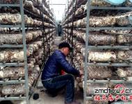 近年來，泌陽縣努力把食用菌產(chǎn)業(yè)打造成生態(tài)、健康的產(chǎn)業(yè)，并做大做強(qiáng)，引領(lǐng)農(nóng)民增收，農(nóng)業(yè)增效。為進(jìn)一步發(fā)展食用菌產(chǎn)業(yè)，提高土地利用率和整體種植效益，泌陽縣鼓勵(lì)引導(dǎo)種植戶在生產(chǎn)上標(biāo)準(zhǔn)化，在栽培上基地化，在設(shè)施上現(xiàn)代化，并積極幫助種植戶、種植大戶、食用菌種植合作社協(xié)調(diào)土地、資金、技術(shù)等發(fā)展壯大食用菌產(chǎn)業(yè)。
