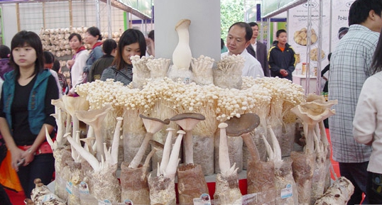 泌陽(yáng)食用菌被批準(zhǔn)為國(guó)家級(jí)出口農(nóng)產(chǎn)品質(zhì)量安全示范區(qū)
