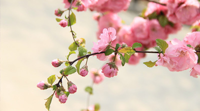今年桃花至少漲價(jià)三成 花農(nóng)為何還提心吊膽?