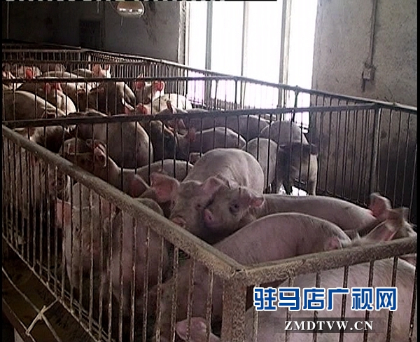 <a  href='http://www.892249.com/listinfo-16-0.html'  title='養(yǎng)殖' target='_blank' >養(yǎng)殖</a>1_副本.jpg