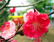 每年3月是桃花盛開的季節(jié)，此時，百花爭妍、萬紫千紅，漫山遍野都是花的海洋。