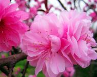 正陽縣是生態(tài)示范縣，全縣種植有桃、梨、李等各種連片林果10萬多畝。