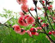又是一年春光美，田野無處不飛花。桃花、梨花、油菜花、櫻花、李花、……醉人花海誰最美?田野花仙個個佳。
