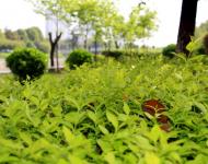 一場持續(xù)降雨后呈現(xiàn)在每個市民眼中的都是綠意和花的世界。