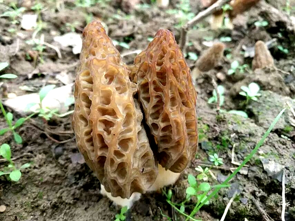 駐馬店羊肚菌林下高產(chǎn)栽培技術(shù)獲突破性成功