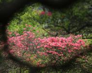 杜鵑花又名映山紅，被譽(yù)為“花中西施”