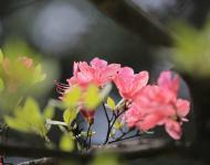 杜鵑花又名映山紅，被譽(yù)為“花中西施”