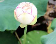 凌波仙子靜中芳，也帶酣紅學(xué)醉妝