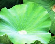 綠蓋半篙新雨，紅香一點(diǎn)清風(fēng)。
