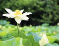 湖水經(jīng)秋平似鏡，蓮花破曉白如霜。