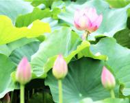 藕田成片傍湖邊，隱約花紅點(diǎn)點(diǎn)連。