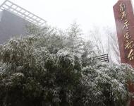 路邊的樹木，不一會(huì)就堆滿了雪花。這個(gè)冬天的雪景，哪能少了它們的點(diǎn)綴？
