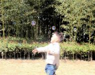 公園內，隨處可見孩子們奔跑嬉戲，老人遛彎兒散步。
