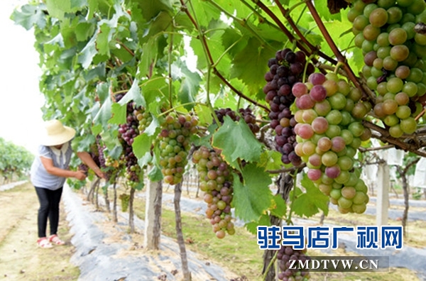 DSC_9846_副本.jpg