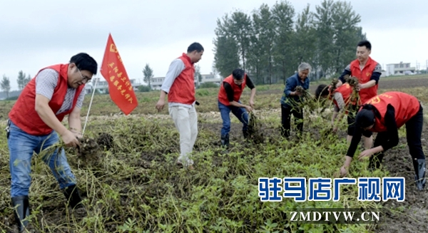 縣衛(wèi)計委志愿服務先鋒隊幫助貧困戶搶收花生.jpg