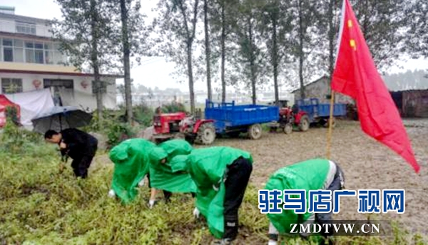 圖為9月27日，正陽縣郵政分公司黨員志愿者正在冒雨幫助汪莊村的貧困戶拔花生 (1)_副本.jpg