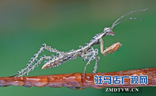 2、《晨露與昆蟲》一等獎(jiǎng) 馮社.jpg
