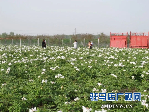 01“最美基層干部”巧念“致富經(jīng)”，帶出一個(gè)省級(jí)生態(tài)文明示范村 .jpg