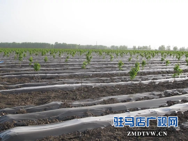 05“最美基層干部”巧念“致富經(jīng)”，帶出一個(gè)省級(jí)生態(tài)文明示范村 .jpg