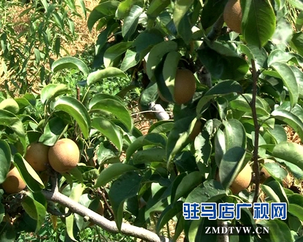 泌陽：特色經濟鼓起農民的錢袋子