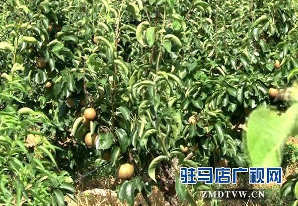 泌陽：特色經濟鼓起農民的錢袋子