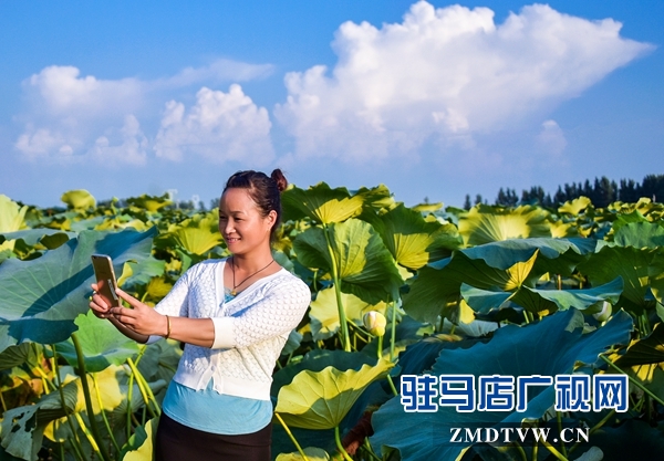 正陽(yáng)縣永興鎮(zhèn)：荷葉田田農(nóng)家樂