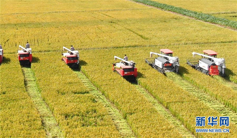 9月27日，收割機(jī)在江蘇海門臨江新區(qū)農(nóng)田里收割水稻（無(wú)人機(jī)拍攝）。  新華社發(fā)（許叢軍 攝）