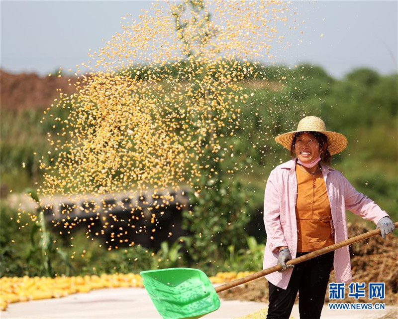 山東省臨沂市郯城縣郯城街道新屯村村民揚(yáng)曬收獲的玉米（9月23日攝）。 新華社發(fā)（張春雷 攝）