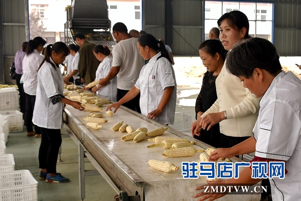 正陽(yáng)：責(zé)任田“基地托管” 貧困戶“坐地收錢”
