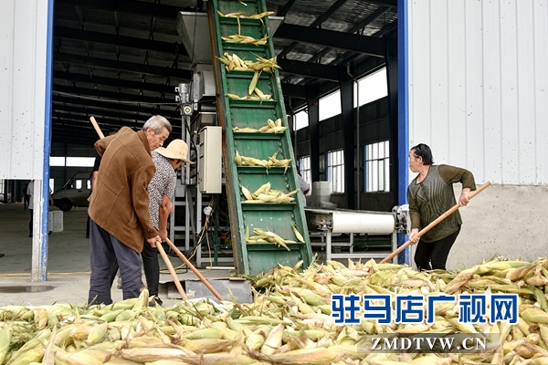 正陽(yáng)：責(zé)任田“基地托管” 貧困戶“坐地收錢”