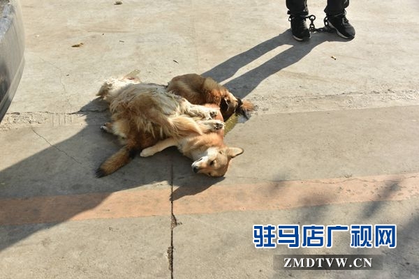 狗肉湯鍋店老板夫婦白天賣(mài)狗肉，晚上用弩和毒鏢盜狗