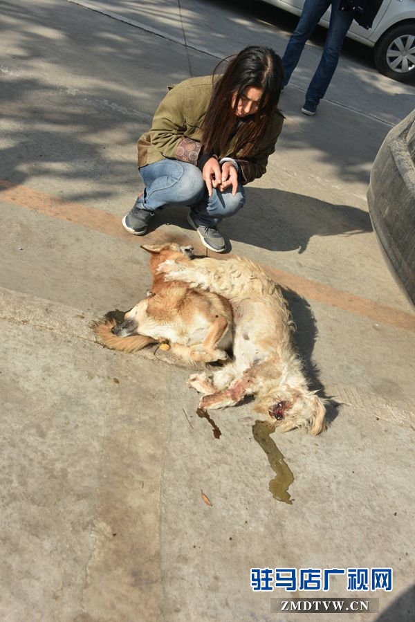 狗肉湯鍋店老板夫婦白天賣(mài)狗肉，晚上用弩和毒鏢盜狗