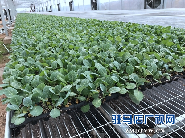 駐馬店市蔬菜種苗新技術(shù)培訓觀摩及蔬菜產(chǎn)業(yè)發(fā)展研討會召開
