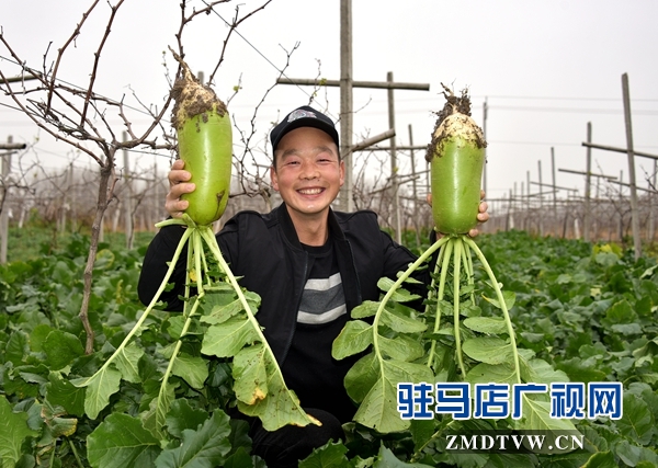 正陽縣永興鎮(zhèn)：蔬菜豐收菜農笑