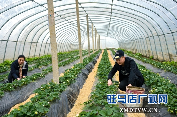 正陽(yáng)縣永興鎮(zhèn)：草莓花開(kāi)致富路