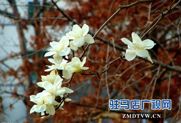 玉蘭花開春意濃