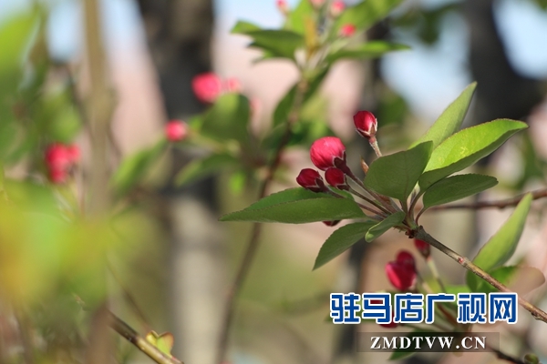 西平縣：第二屆海棠文化旅游節(jié)開(kāi)幕