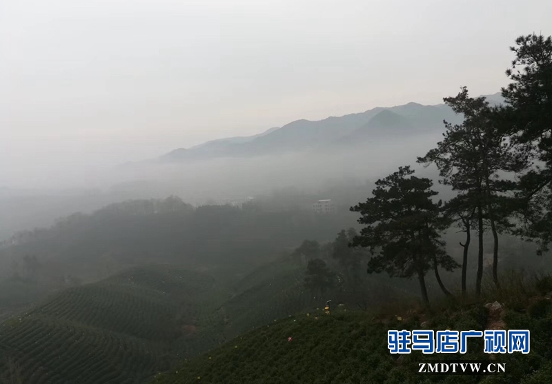 整個(gè)茶山林木蒼郁、云霧籠罩